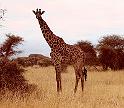 06_On Safari4_Kenya-Sept1981